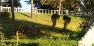 Львенок гулял по набережной Павлодара лигренок