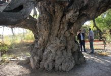 Чудо-дерево в Туркестанской области стало местом паломничества тутовник