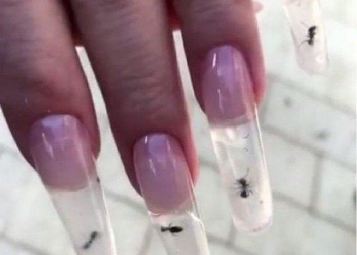 Мастера маникюрного салона поместили живых муравьёв под ногти