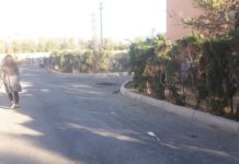 Стало известно, почему в Шымкенте убрали кустарники самшита самшит