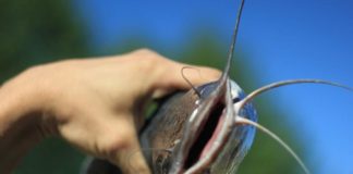 Бадамские рыбаки «попали» на пять миллионов тенге Африканский сом