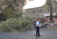 В Шымкенте дерево упало на автомобиль В Шымкенте дерево упало на автомобиль