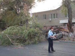 В Шымкенте дерево упало на автомобиль