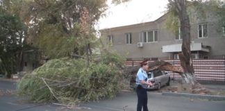 В Шымкенте дерево упало на автомобиль В Шымкенте дерево упало на автомобиль