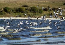 Озеро Кызылколь в Туркестанской области переживает второе рождение Кызыл коль