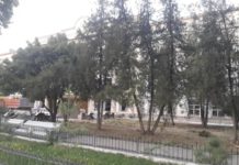 Уникальные самшитовые аллеи вырубили под корень в Шымкенте аллея