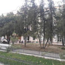 Уникальные самшитовые аллеи вырубили под корень в Шымкенте аллея