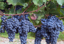 Эффективные способы зимовки виноградных черенков