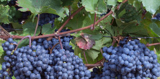 Эффективные способы зимовки виноградных черенков