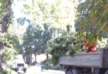 В Шымкенте на улице 1 Мая уничтожили деревья