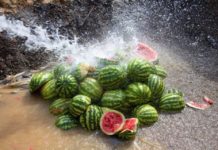 20 тонн туркестанских арбузов с дынной мухой уничтожены в Астане