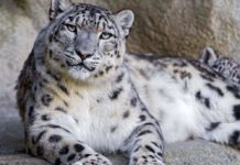 Снежный барс попал в фотоловушку в Аксу-Жабаглы снежный барс