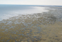 Проблему спасения Аральского моря обсуждали в Шымкенте