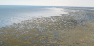 Проблему спасения  Аральского моря обсуждали в Шымкенте