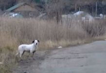 В Петропавловске появился свой Хатико В Петропавловске появился свой Хатико