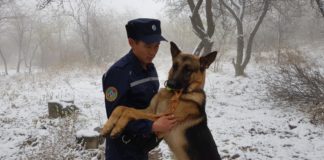 Кайсар — гордость шымкентского спасотряда Кинолог с собакой