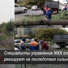 В Шымкенте сильный ветер валит деревья поваленные деревья
