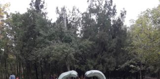 В дендрологическом парке Шымкента установлены странные «арт-объекты»