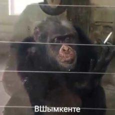 Курят ли обезьяны в Шымкентском зоопарке? (видео) Курящая обезьяна