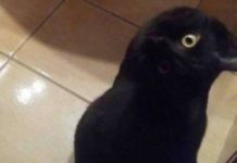 Кот или ворона: Оптическая иллюзия позабавила пользователей Сети оптическая иллюзия