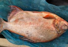 Пиранью выловили в реке Урал в ЗКО