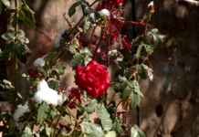 От вчерашнего снега не осталось и следа