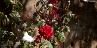 От вчерашнего снега не осталось и следа