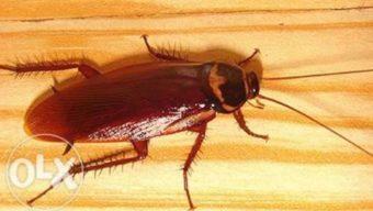 Американский таракан