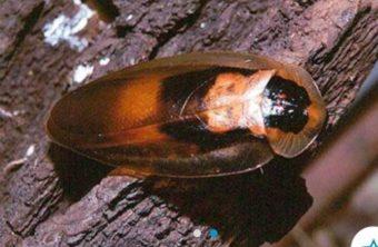 Гигантский таракан