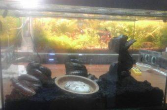 Мадагаскарские шипящие тараканы