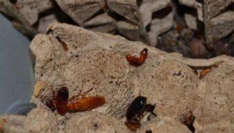 Туркестанского среднеазиатского таракана