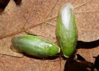 банановый таракан