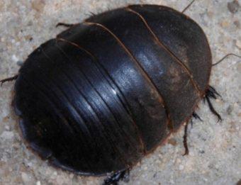 египетский таракан