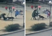 Овчарка без намордника напала на ребенка собака напала на ребенка