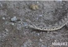 Целитель из Туркестанской области «лечит» людей бульонами из змей и каракуртов