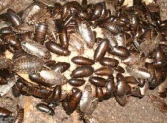 мраморные тараканы