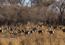 В Туркестанском питомнике обитают 155 оленей-хангулов