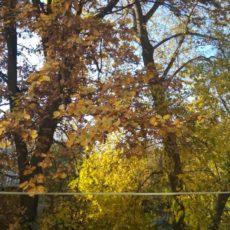 С первым месяцем осени! Осень