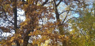 Выбранное дерево расскажет о том, какие изменения ожидают вас в новом году Осень