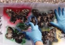 Журналисты Темиртау рисуют бабочек на объявлениях о продаже спайсов