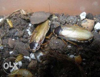 серый таракан