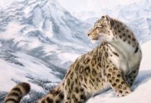 Сегодня отмечали Международный день снежного барса снежный барс