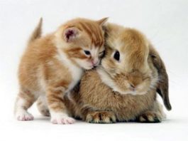 кролик и котенок