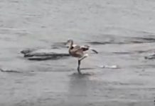 Птенец фламинго плавает вдоль набережной Актау Птенец фламинго