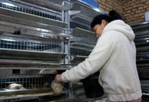 В Шымкенте разведение перепелов становится семейным бизнесом Разведение перепелок стало семейным бизнесом