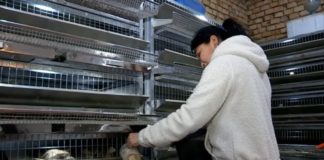 В Шымкенте разведение перепелов становится семейным бизнесом Разведение перепелок стало семейным бизнесом