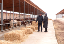 Cайрамские фермеры экспортируют мясо в Узбекистан, Китай и Иран