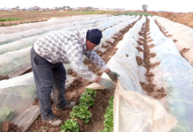 На полях Сайрамского района собирают Айсберги и Дайконы На полях Сайрамского района собирают Айсберги и Дайконы