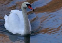 Как сложилась судьба лебедя из этнопарка Шымкента