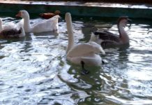 В Шымкентском зоопарке посетители выкармливают птиц для фуагра